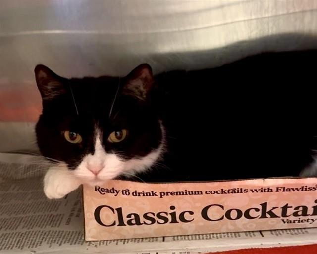 YIN, Adoptable, Adult Female Domestic Short Hair.