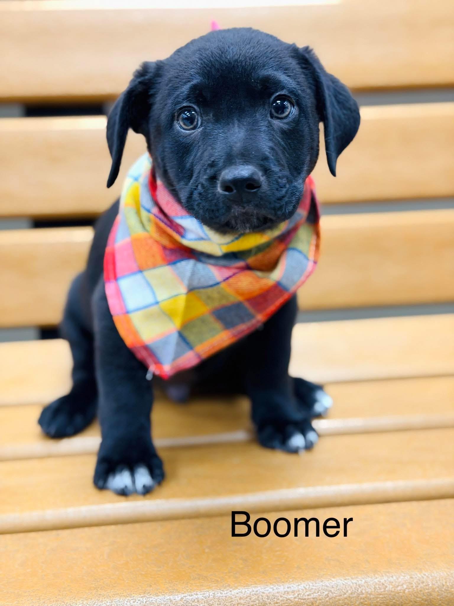 Enlarge Boomer, a Adoptable mixed breed in Newfoundland, NJ image 1/1
