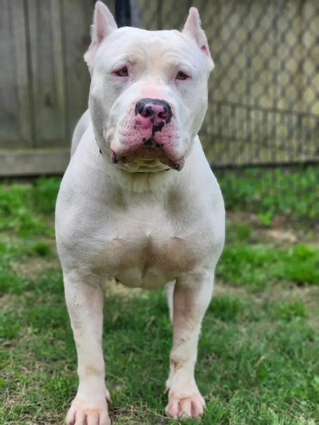 Enlarge Nevaeh, a ADOPTABLE mixed breed in Stahlstown, PA image 5/6