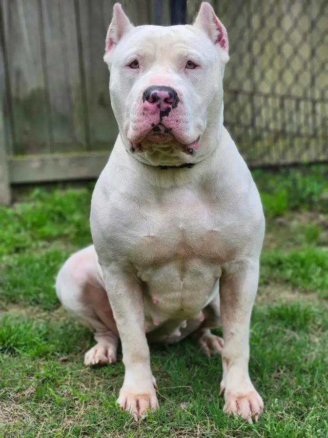 Enlarge Nevaeh, a ADOPTABLE mixed breed in Stahlstown, PA image 6/6