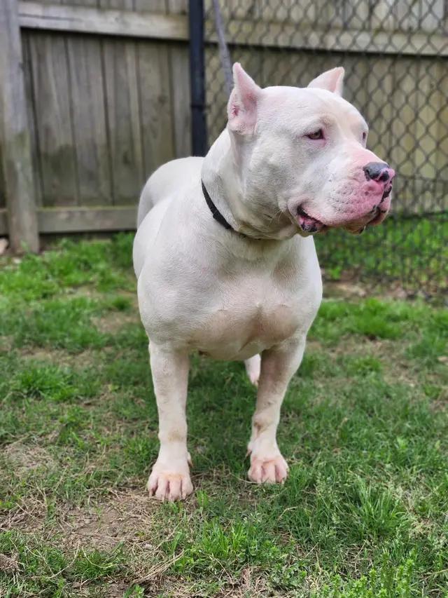 Enlarge Nevaeh, a ADOPTABLE mixed breed in Stahlstown, PA image 3/6