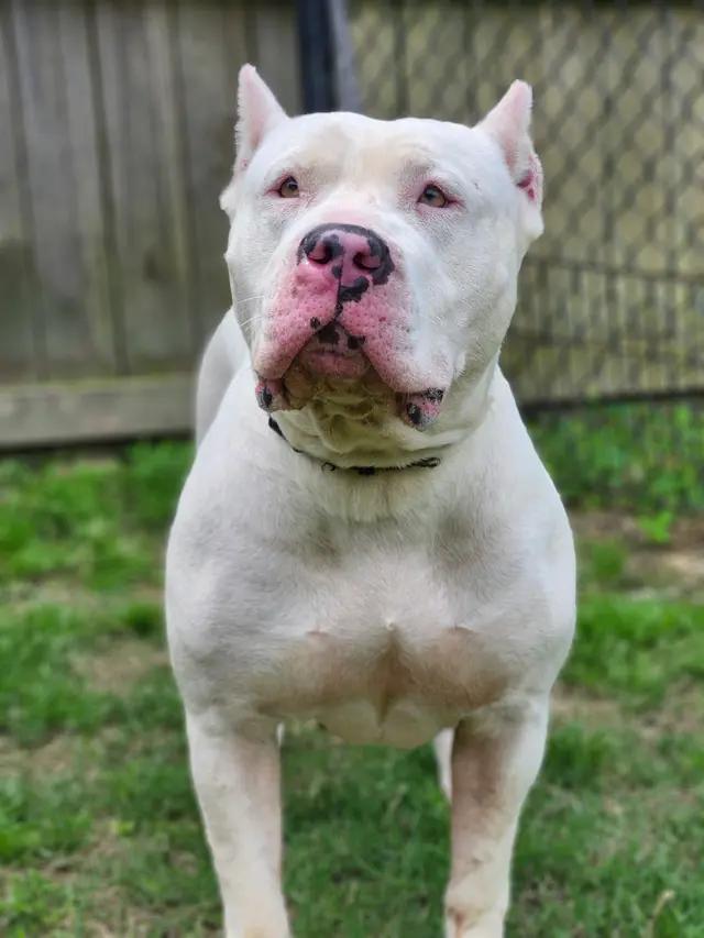 Enlarge Nevaeh, a ADOPTABLE mixed breed in Stahlstown, PA image 2/6