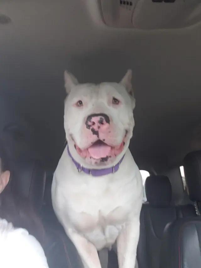 Nevaeh, ADOPTABLE, Adult Female American Staffordshire Terrier.