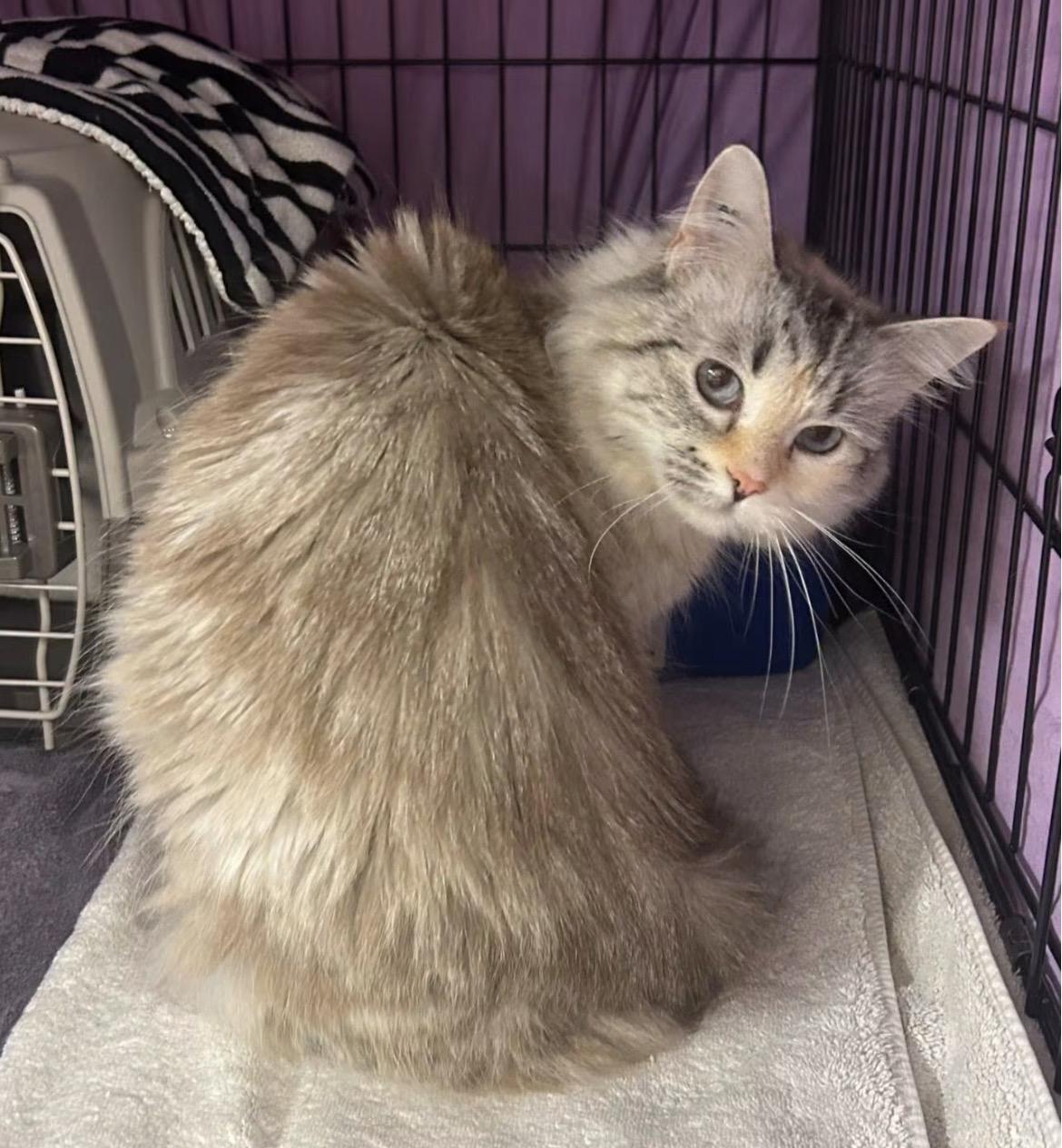 Enlarge Annie Get Your Gun, a Adoptable Domestic Long Hair in Maple Ridge, BC image 5/6