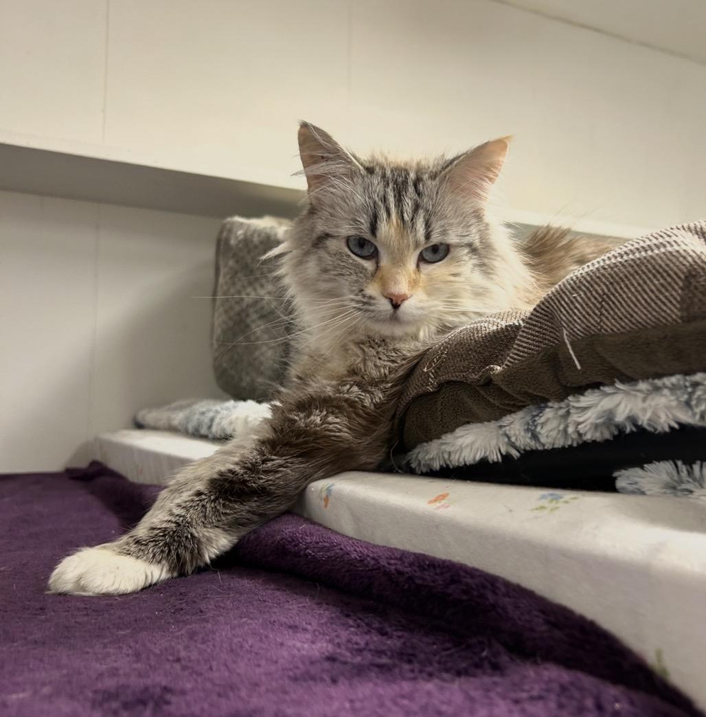 Enlarge Annie Get Your Gun, a Adoptable Domestic Long Hair in Maple Ridge, BC image 3/6