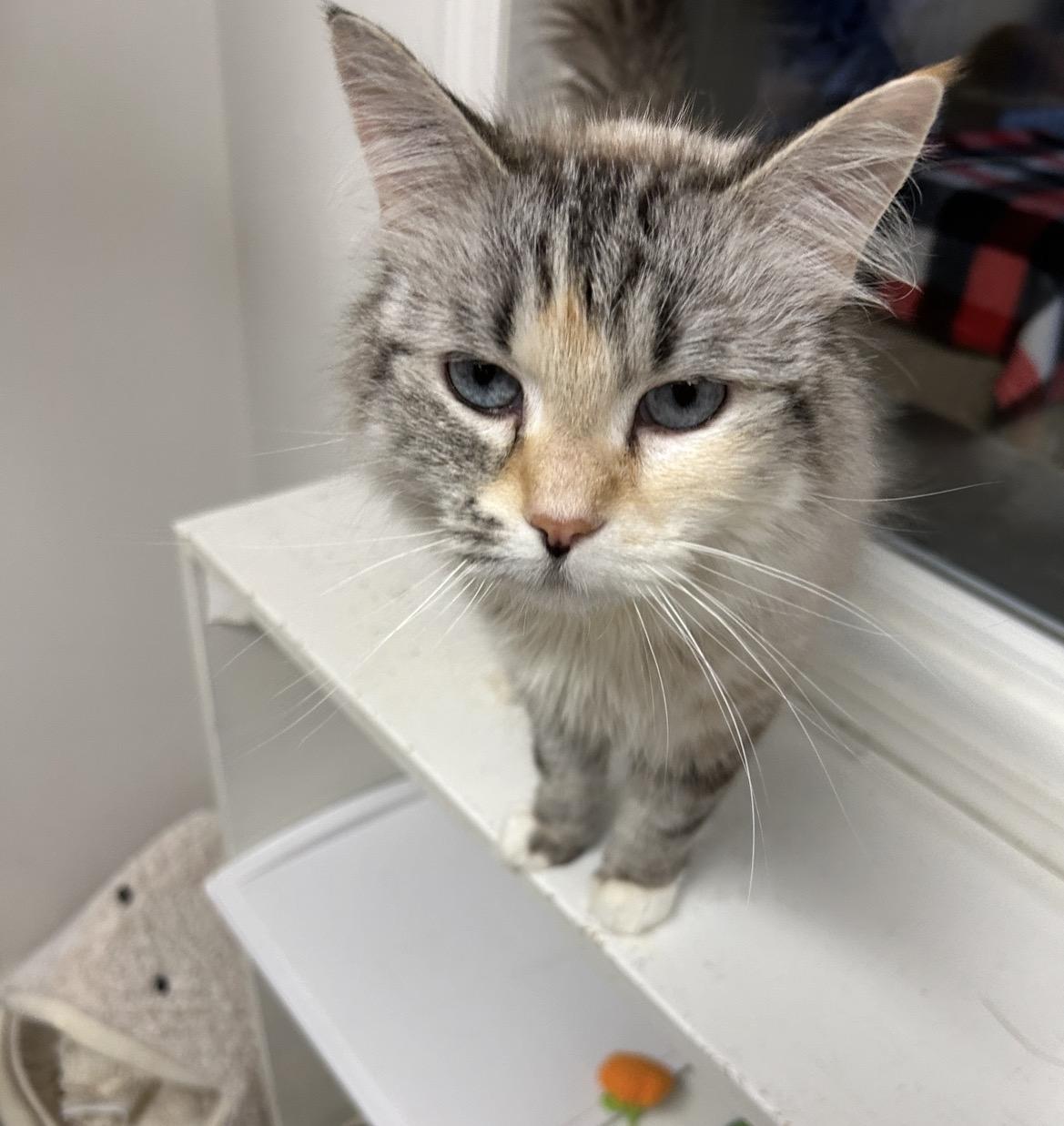 Enlarge Annie Get Your Gun, a Adoptable Domestic Long Hair in Maple Ridge, BC image 2/6