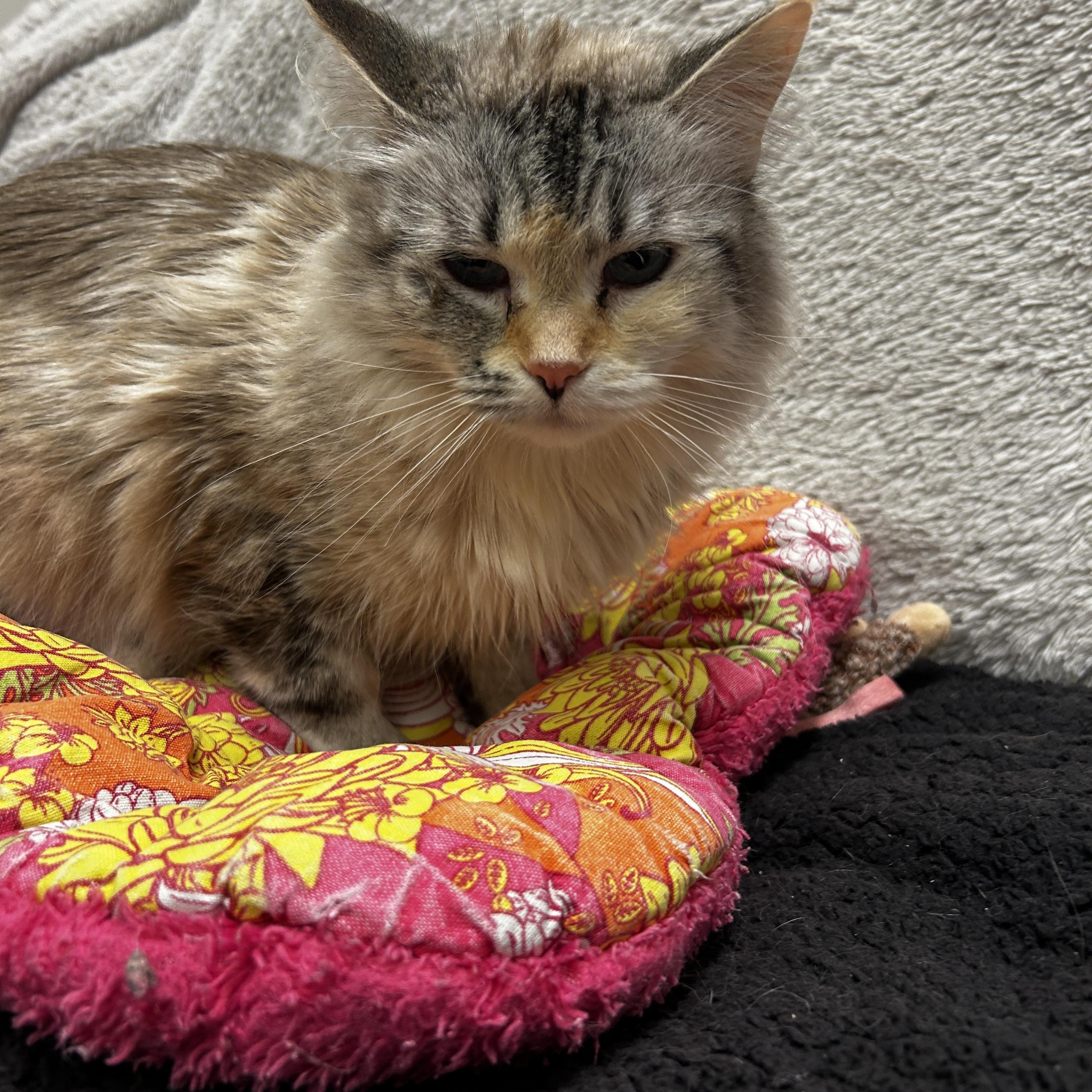 Enlarge Annie Get Your Gun, a Adoptable Domestic Long Hair in Maple Ridge, BC image 6/6