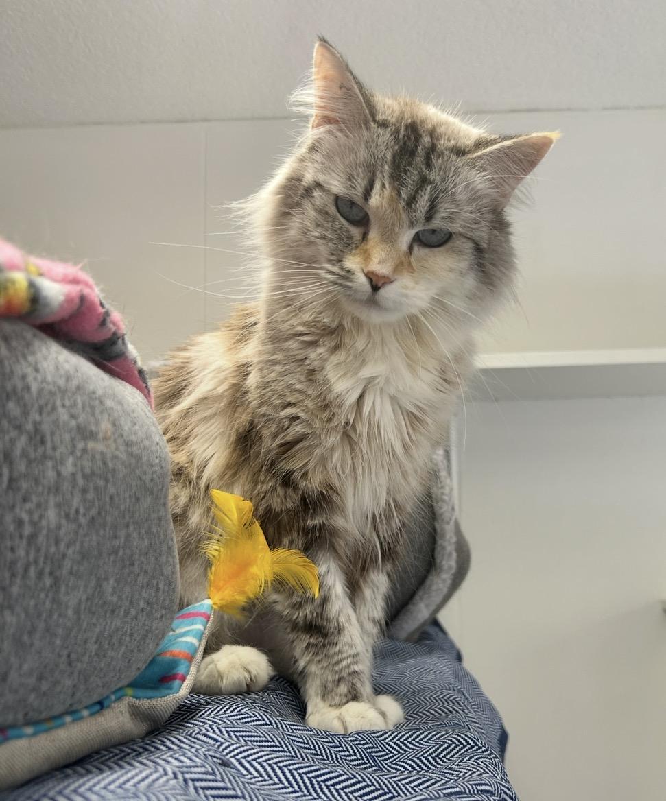 Enlarge Annie Get Your Gun, a Adoptable Domestic Long Hair in Maple Ridge, BC image 4/6
