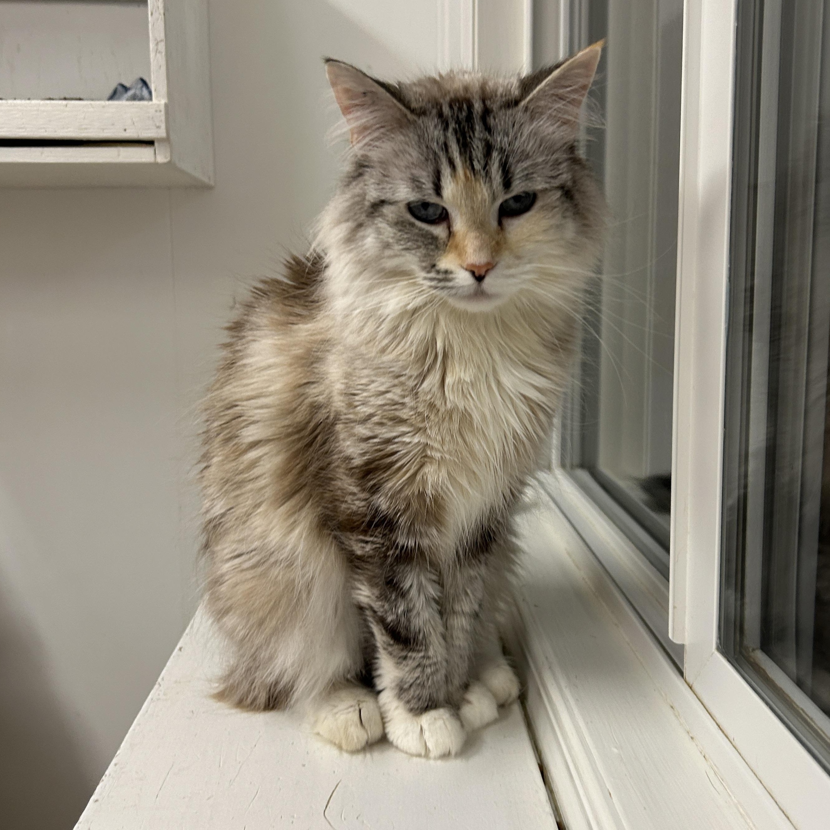 Enlarge Annie Get Your Gun, a Adoptable Domestic Long Hair in Maple Ridge, BC image 1/6