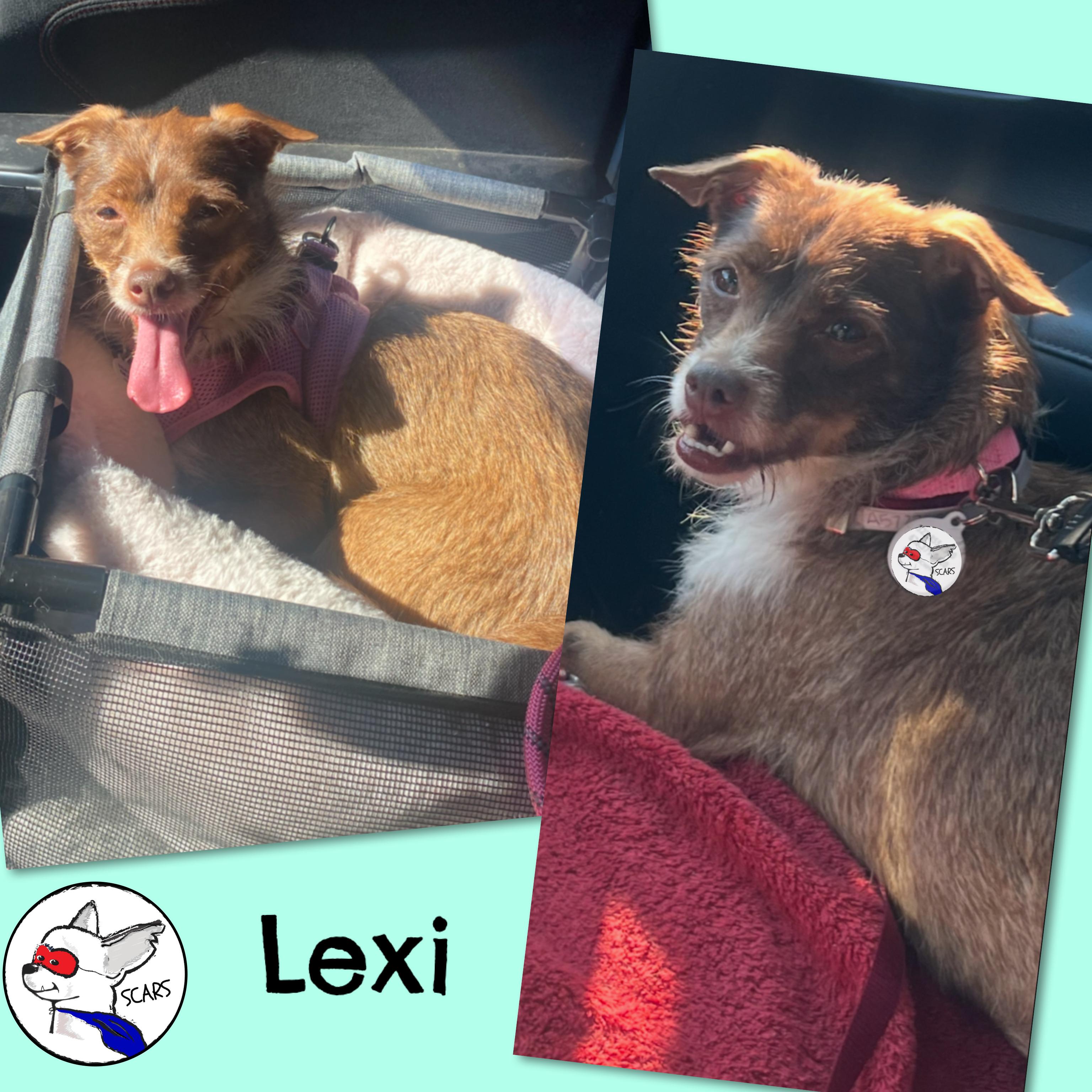 Enlarge LEXI, a Adoptable mixed breed in Glendora, CA image 3/6
