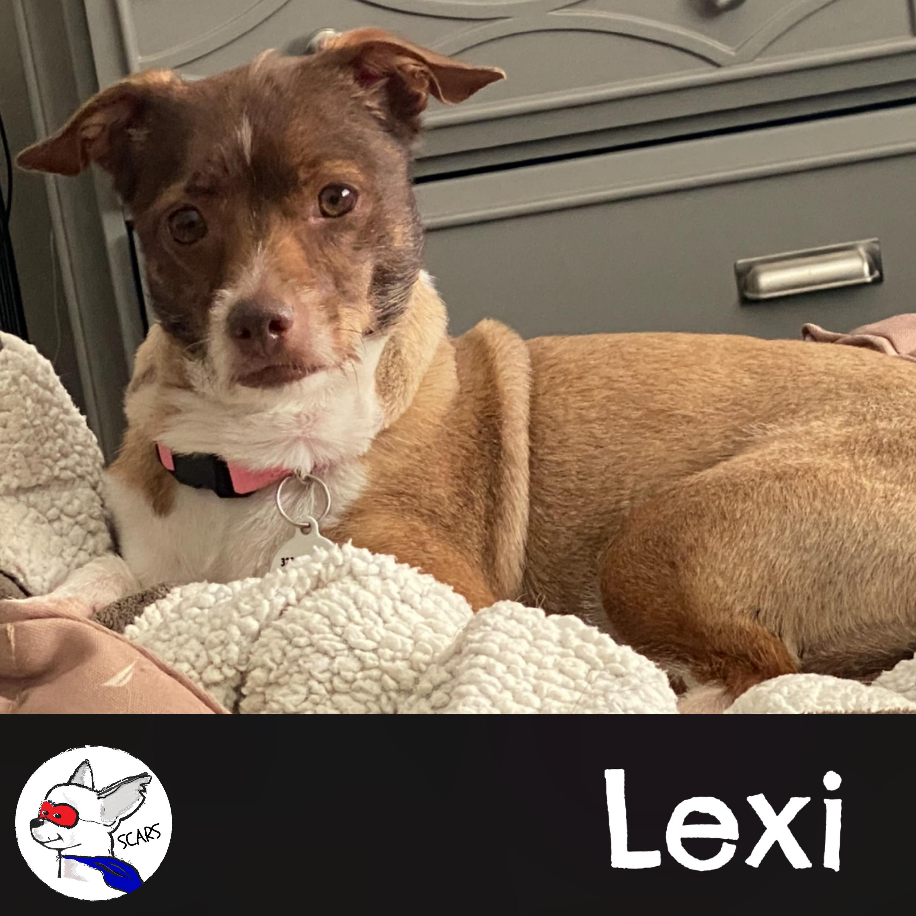 Enlarge LEXI, a Adoptable mixed breed in Glendora, CA image 4/6