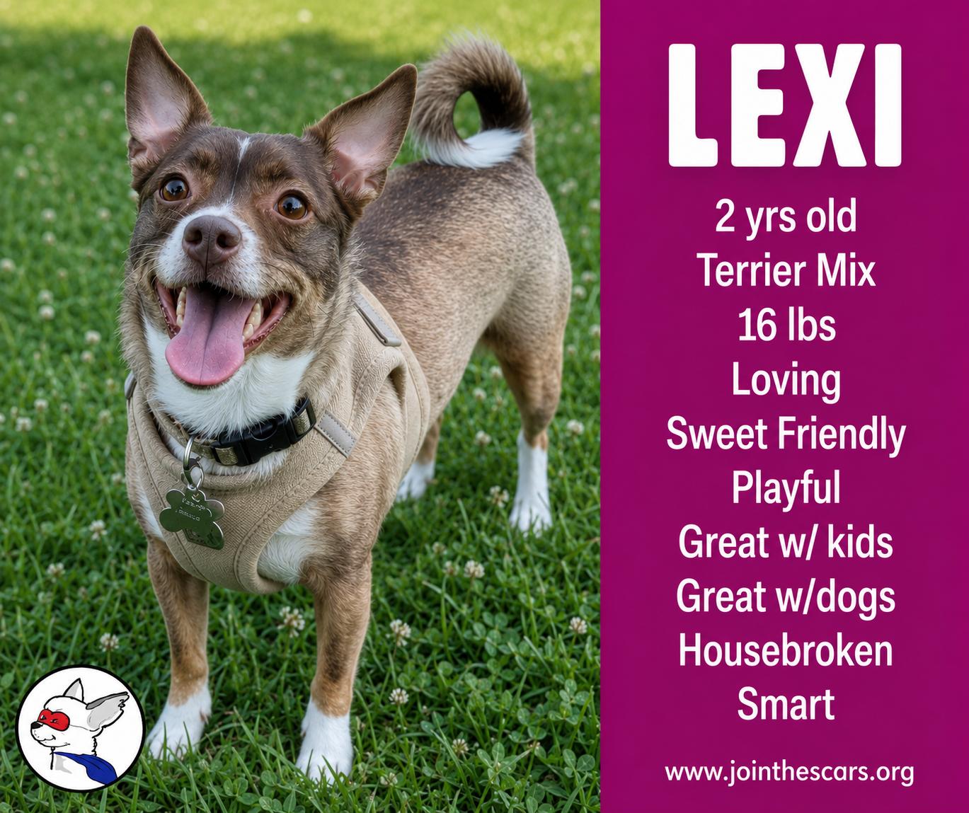 LEXI, Adoptable, Young Female Terrier & Chihuahua.