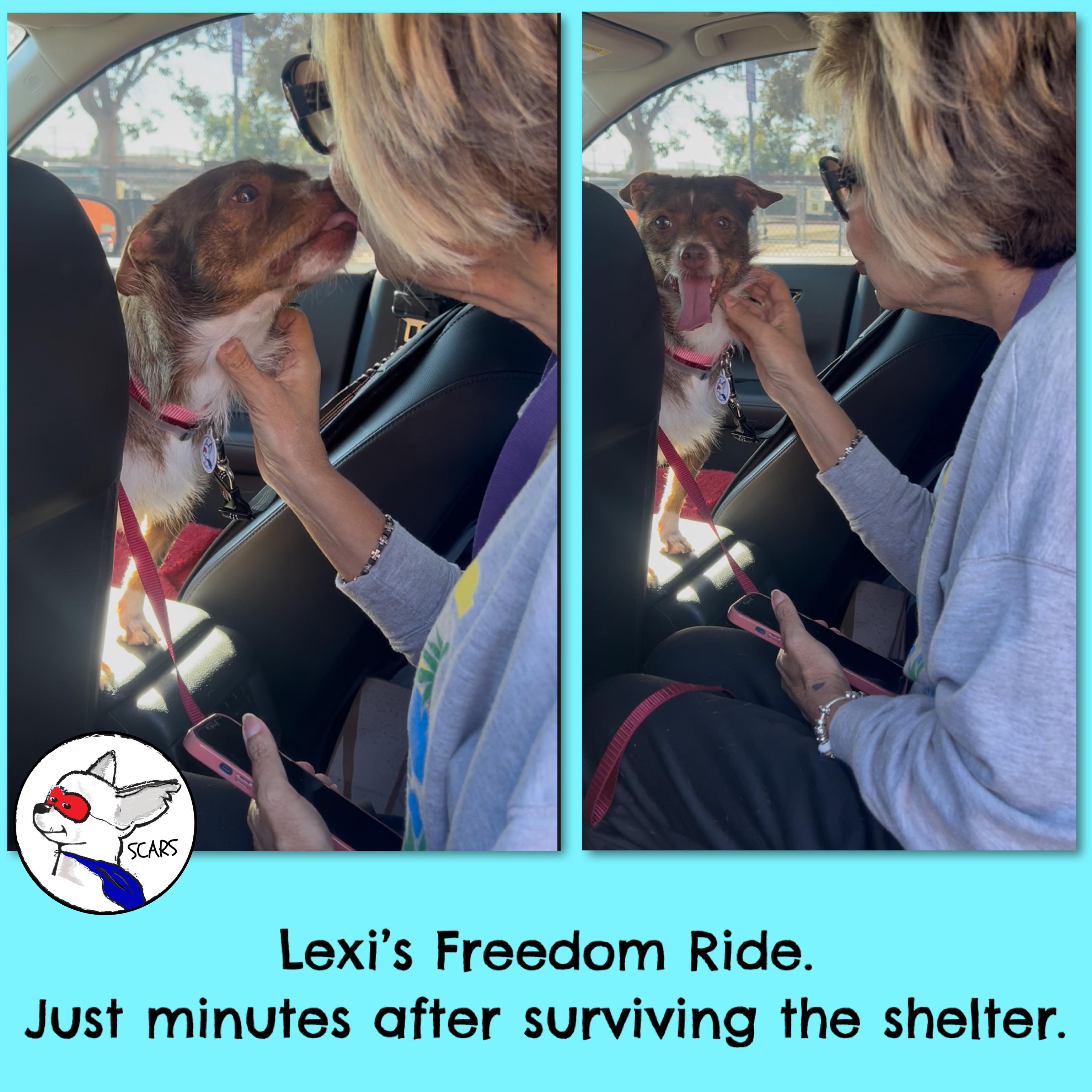 Enlarge LEXI, a Adoptable mixed breed in Glendora, CA image 2/6