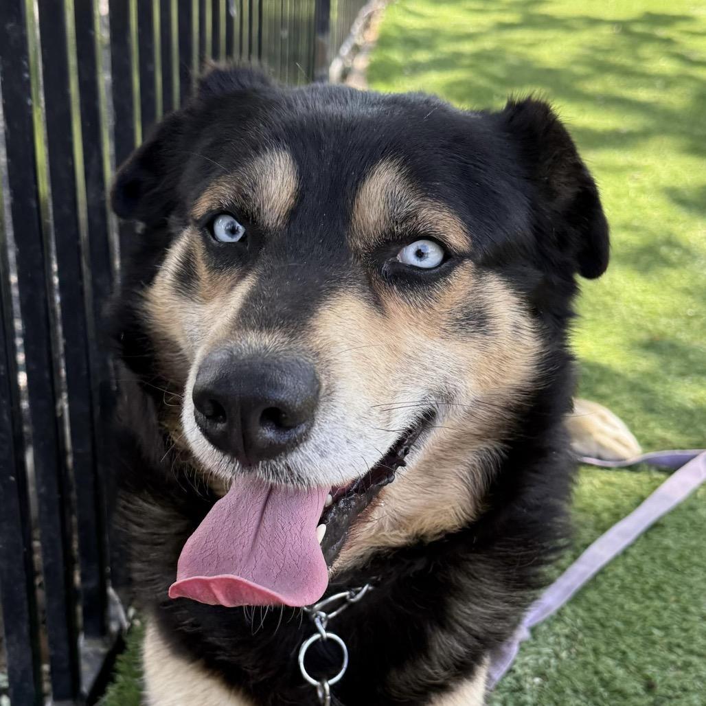 Enlarge Cypher, a ADOPTABLE Shepherd in Dublin, CA image 3/6
