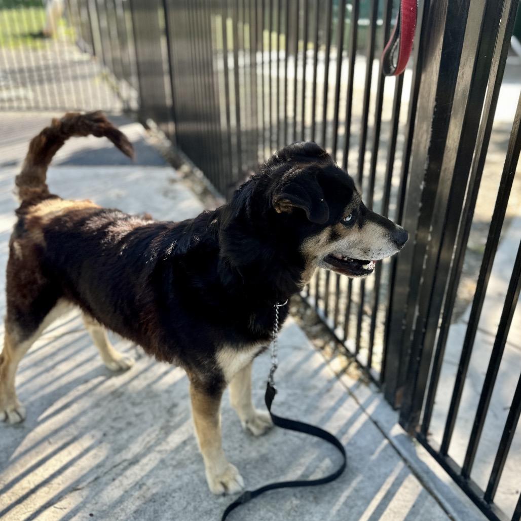 Enlarge Cypher, a ADOPTABLE Shepherd in Dublin, CA image 6/6