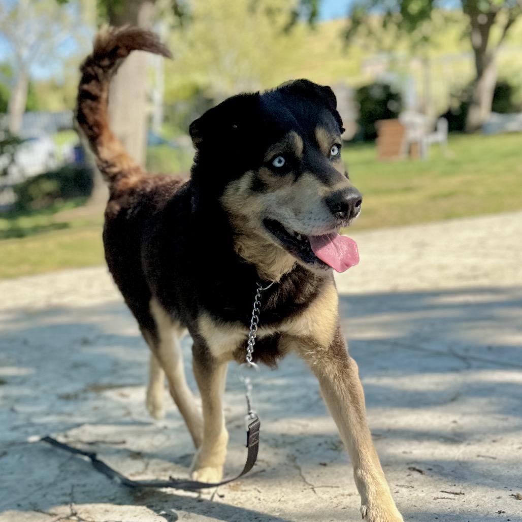 Enlarge Cypher, a ADOPTABLE Shepherd in Dublin, CA image 4/6