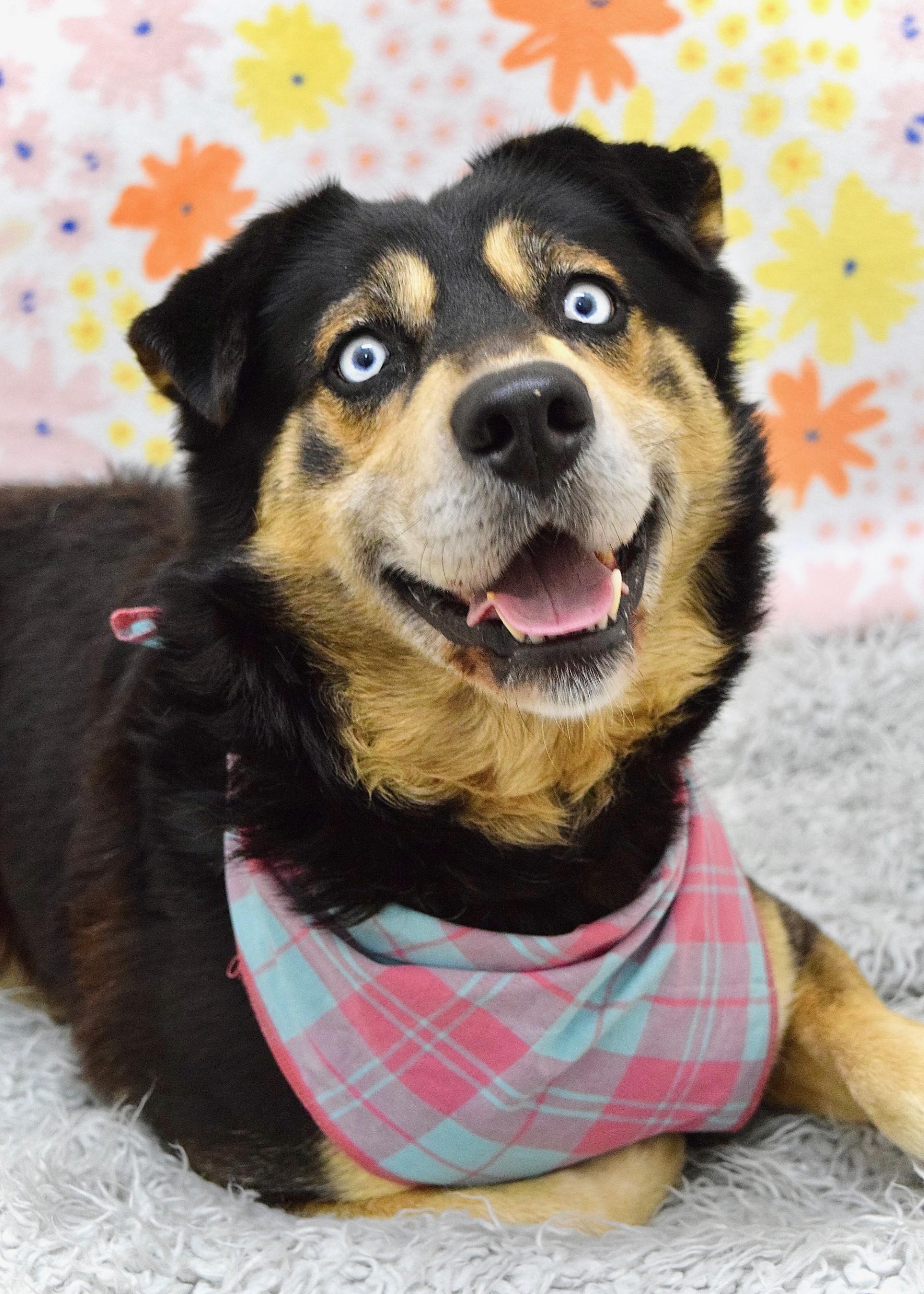 Enlarge Cypher, a ADOPTABLE Shepherd in Dublin, CA image 2/6