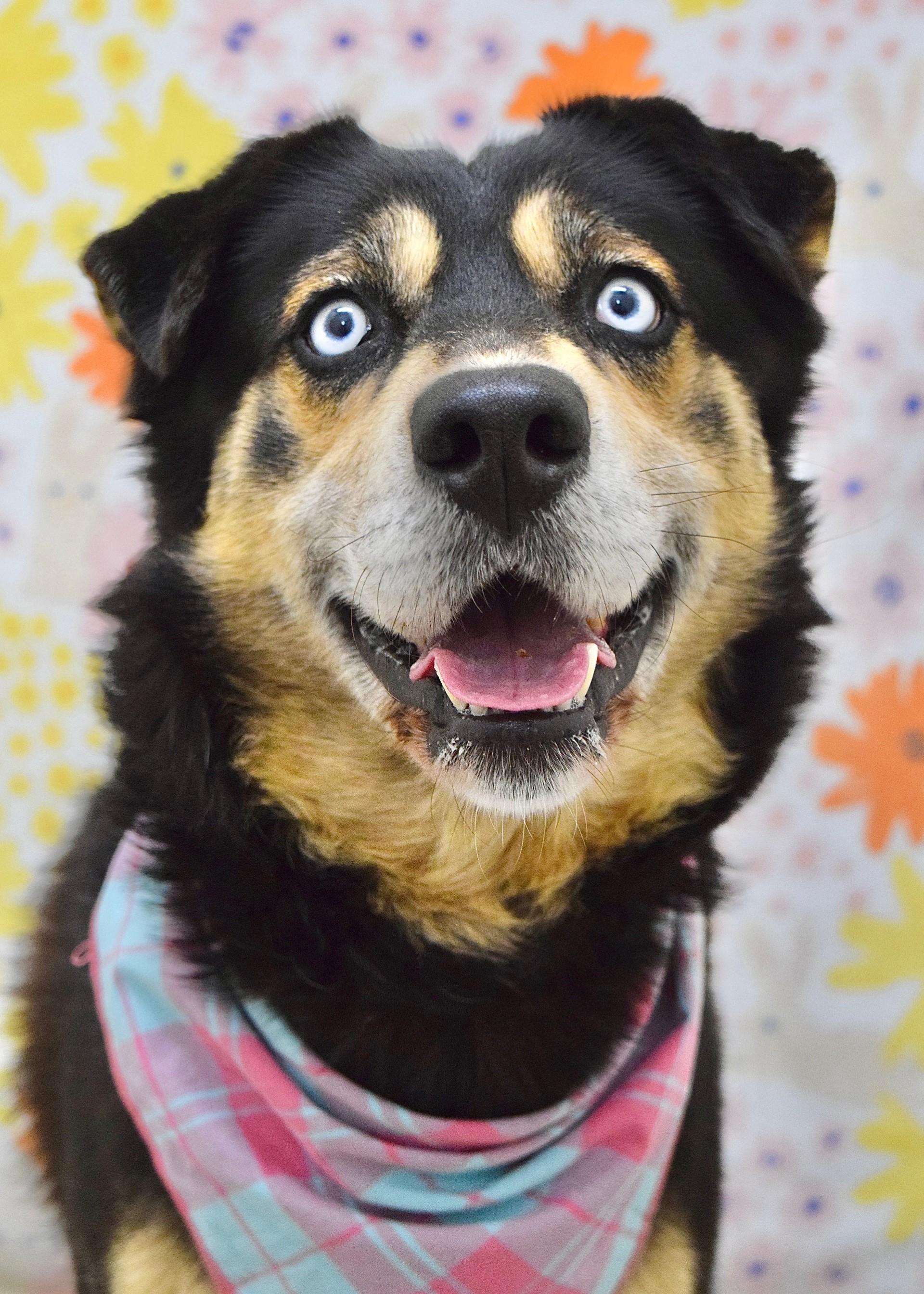 Cypher, ADOPTABLE, Adult Male Shepherd.