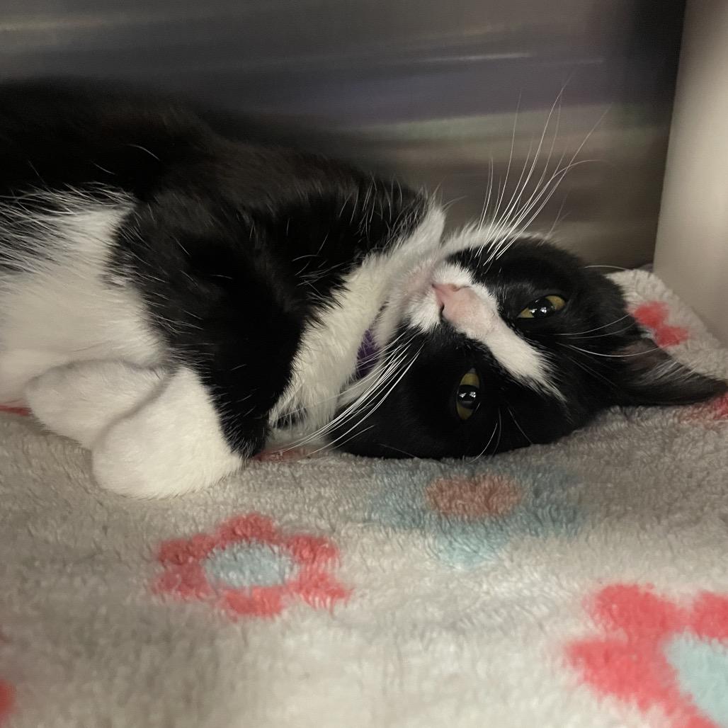 Enlarge Theodora, a Adoptable Domestic Short Hair in Keizer, OR image 1/2