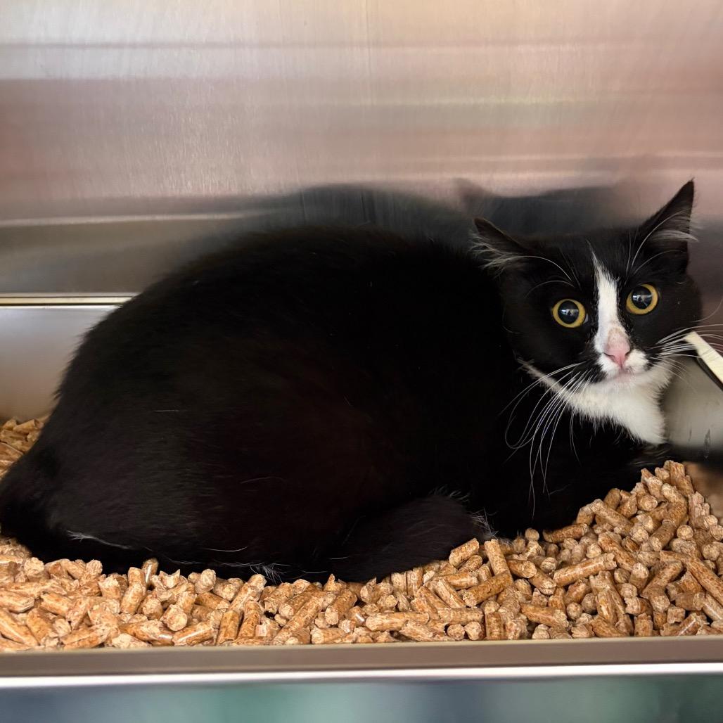 Enlarge Theodora, a Adoptable Domestic Short Hair in Keizer, OR image 2/2