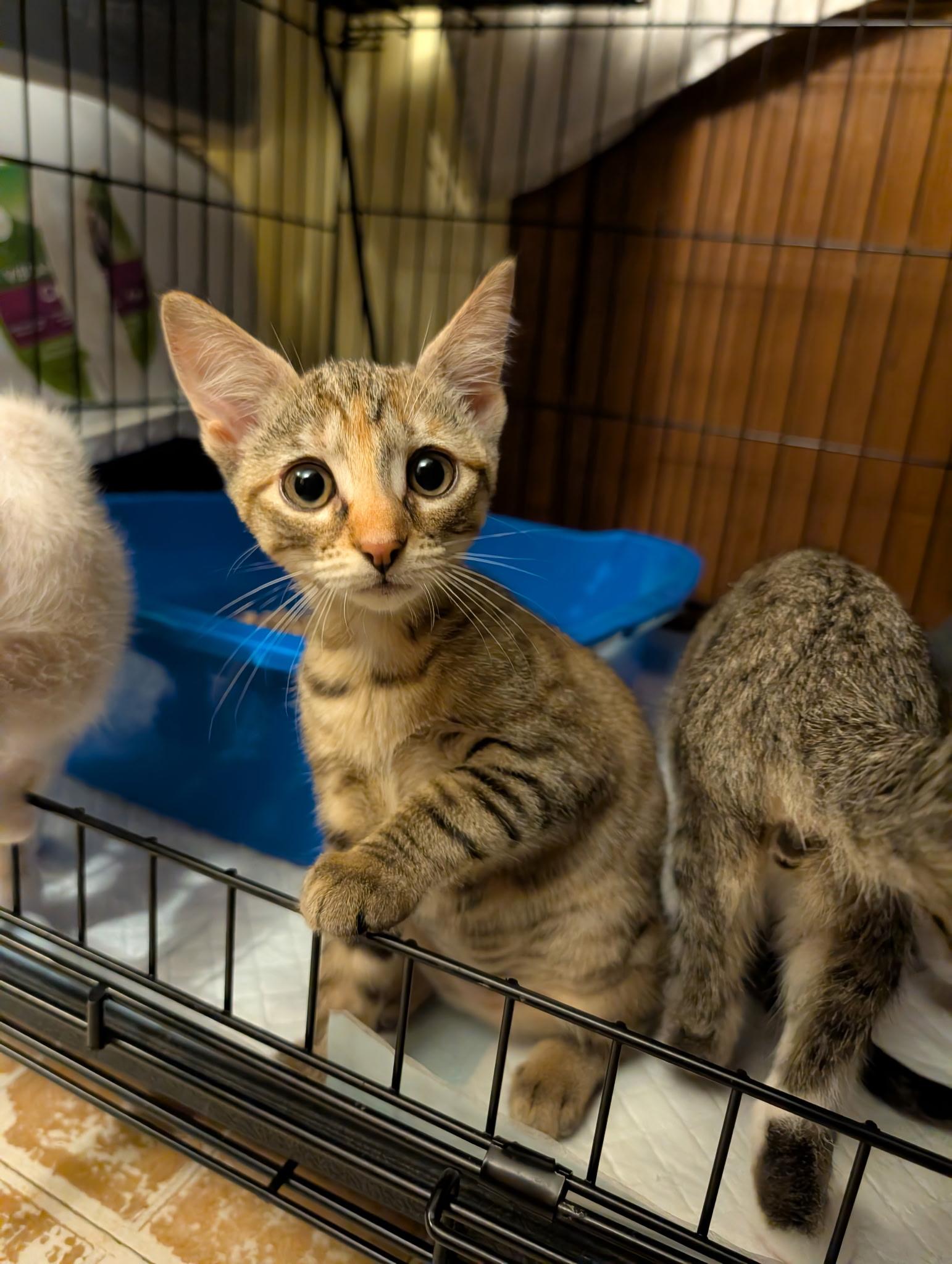 Sweetpea, Adoptable, Kitten Female Domestic Short Hair.