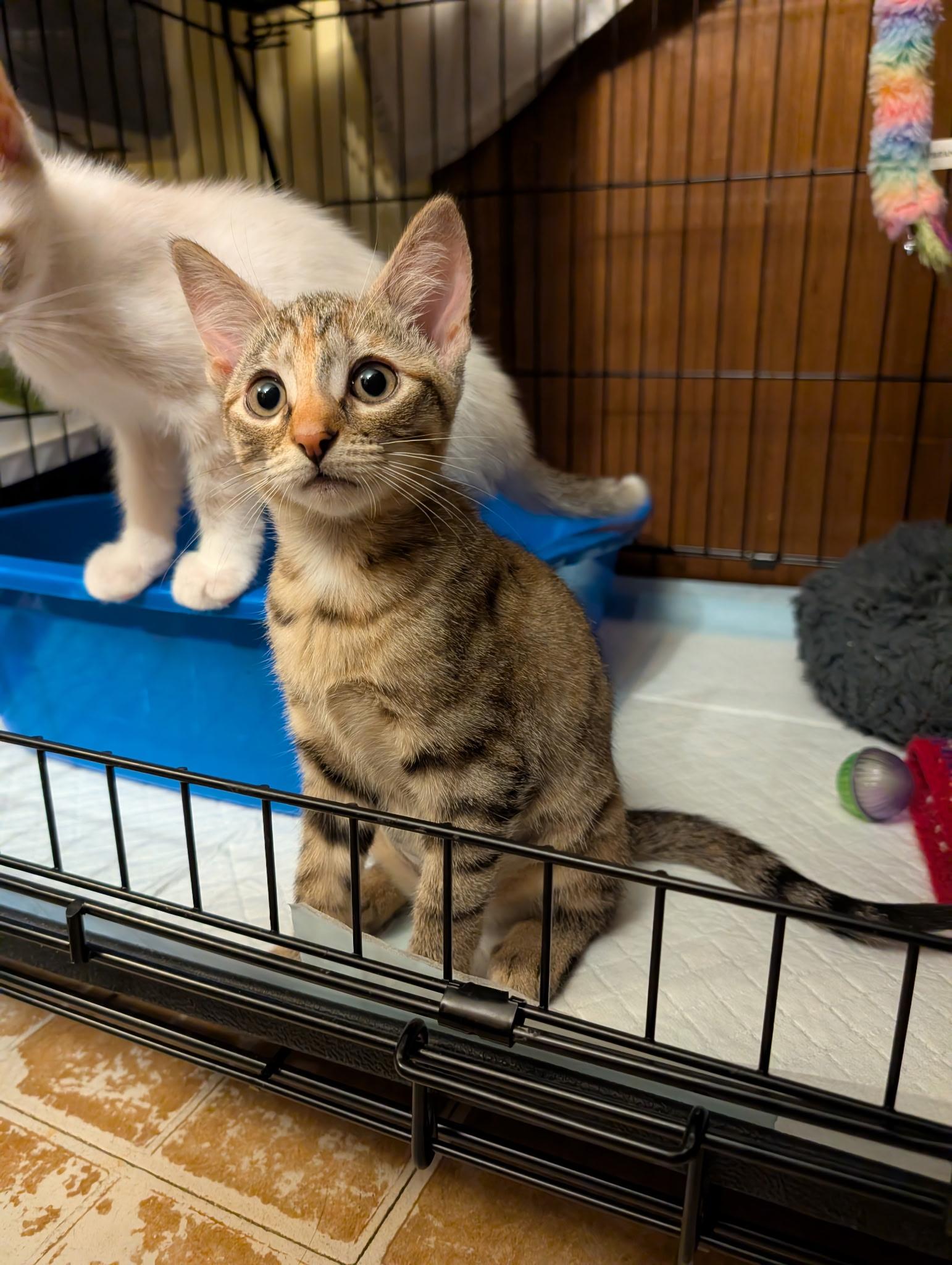 Enlarge Sweetpea, a Adoptable mixed breed in Succasunna, NJ image 2/2