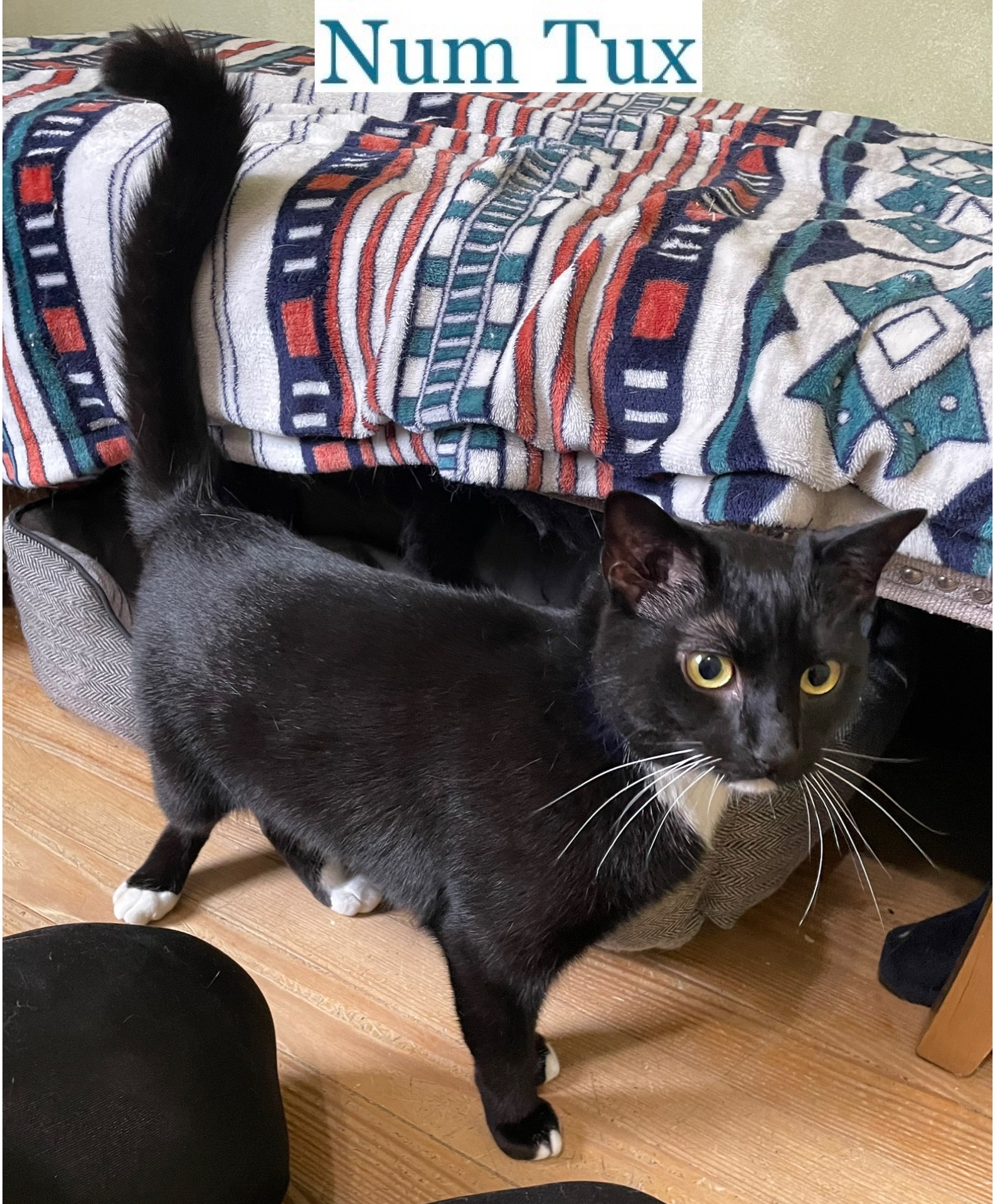 Num Tux, a Adoptable Domestic Short Hair in Berkeley Springs, WV image 3/4