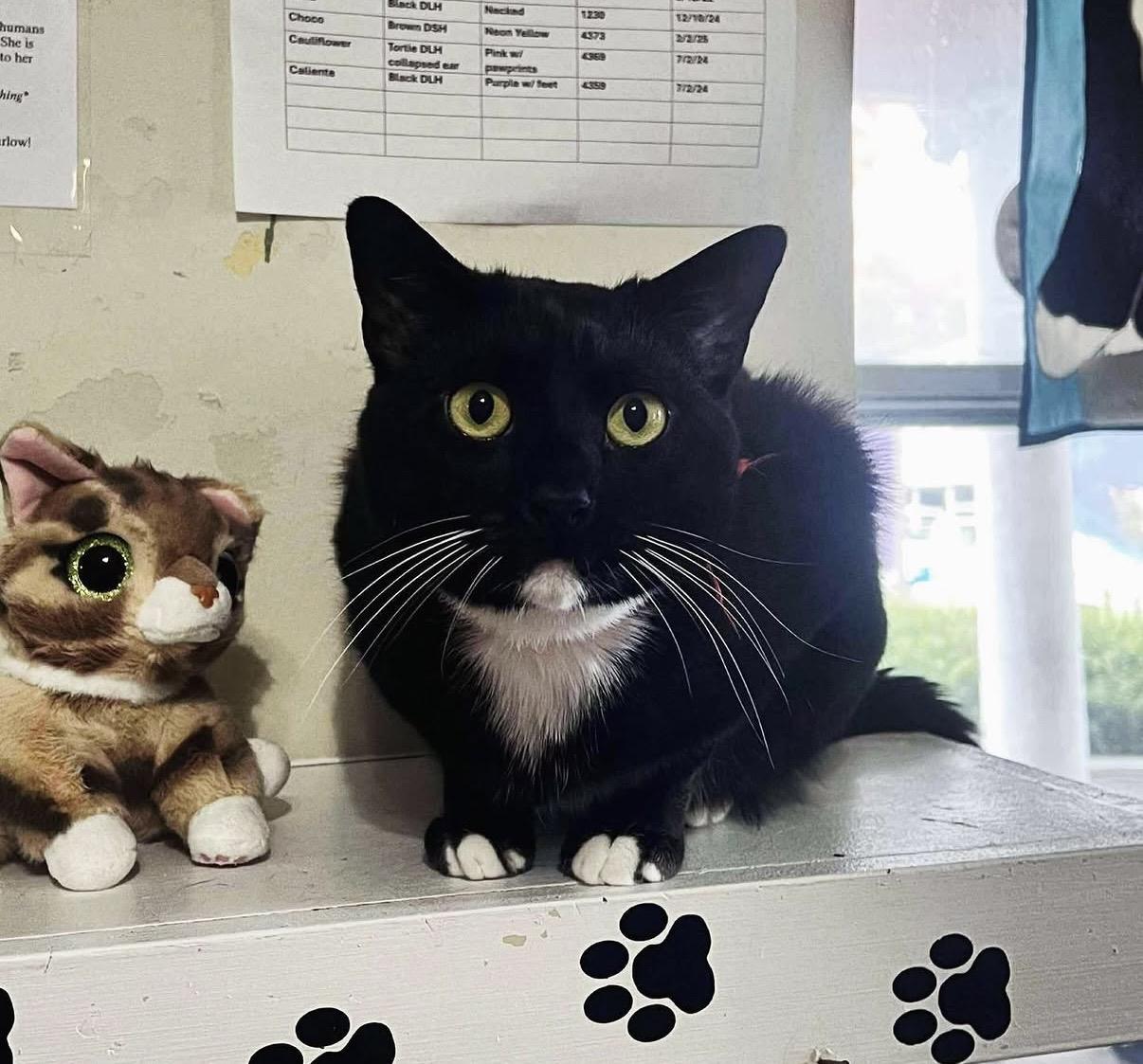 Enlarge Num Tux, a Adoptable Domestic Short Hair in Berkeley Springs, WV image 2/6