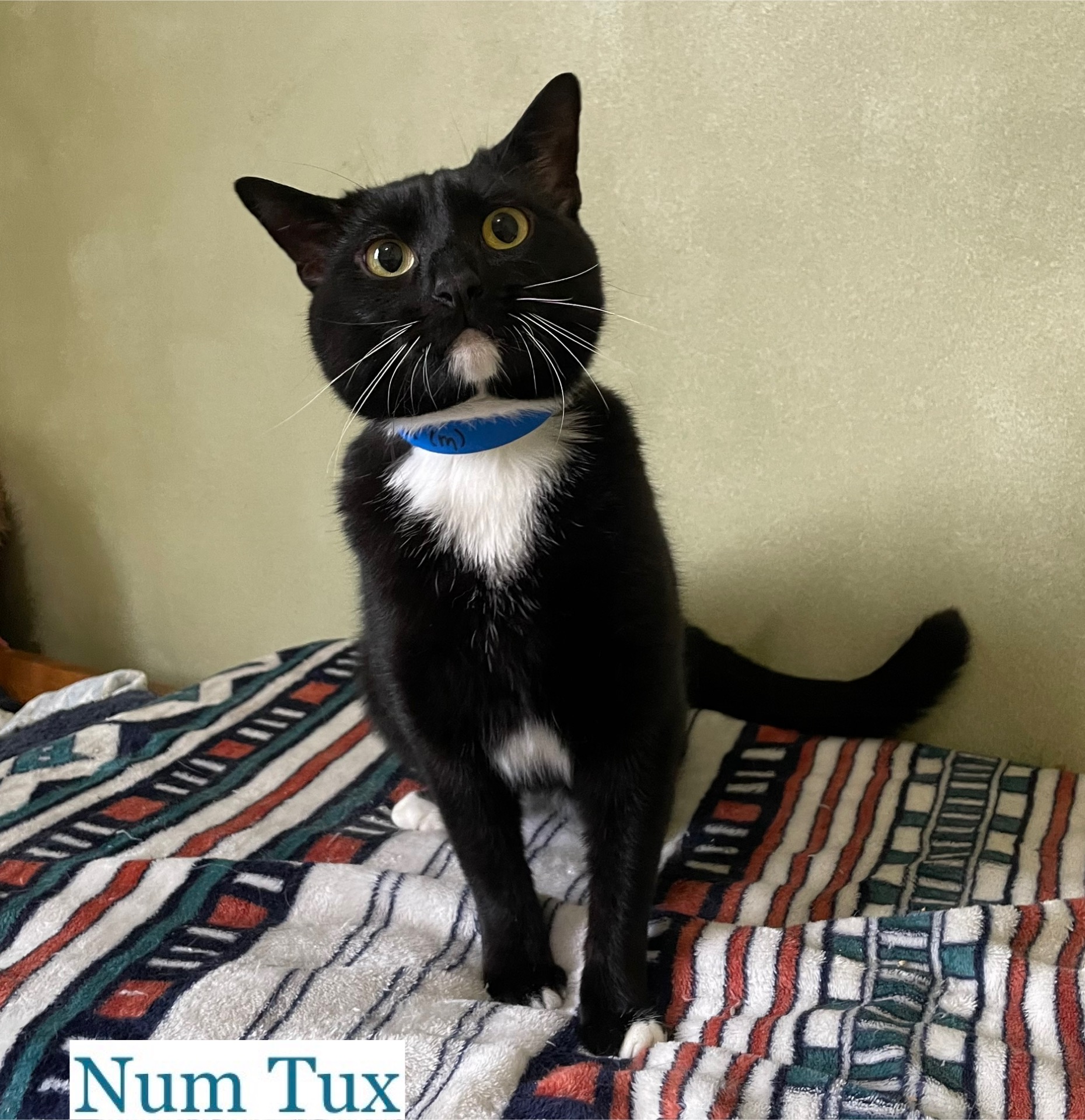 Num Tux, Adoptable, Adult Male Domestic Short Hair.