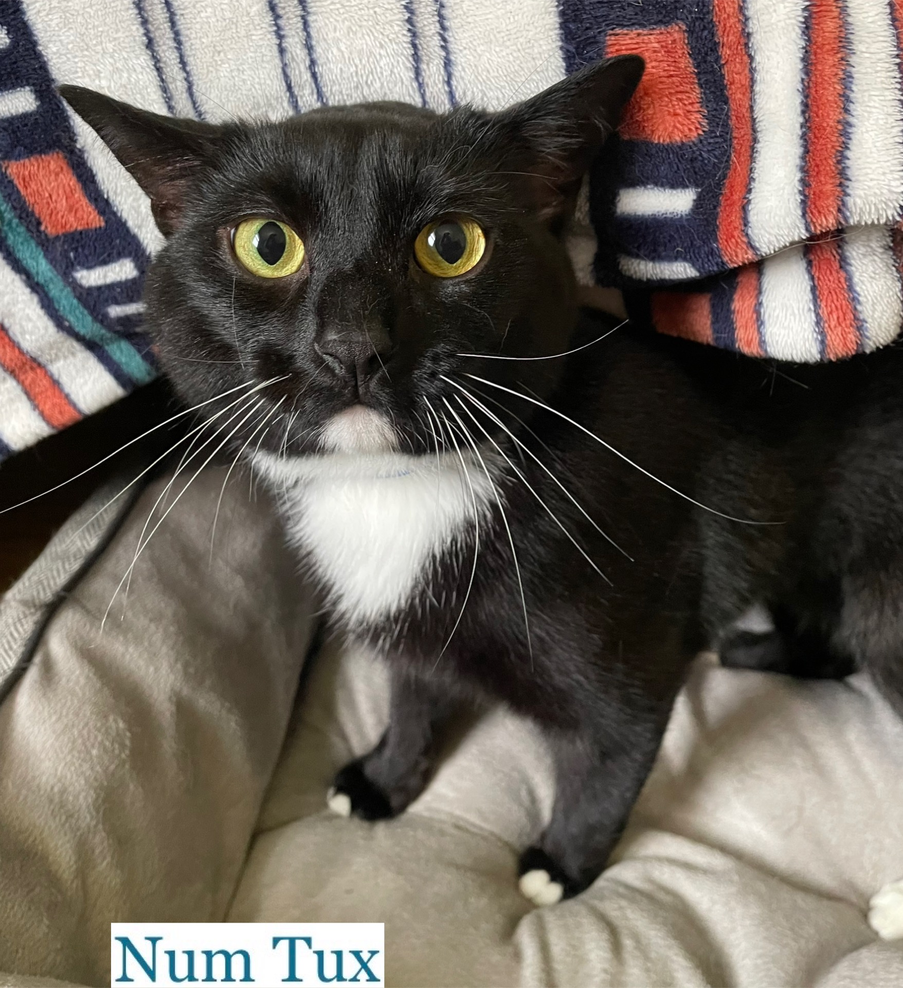 Num Tux, a Adoptable Domestic Short Hair in Berkeley Springs, WV image 2/4