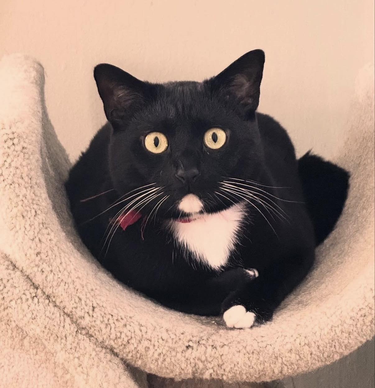 Num Tux, Adoptable, Adult Male Domestic Short Hair.