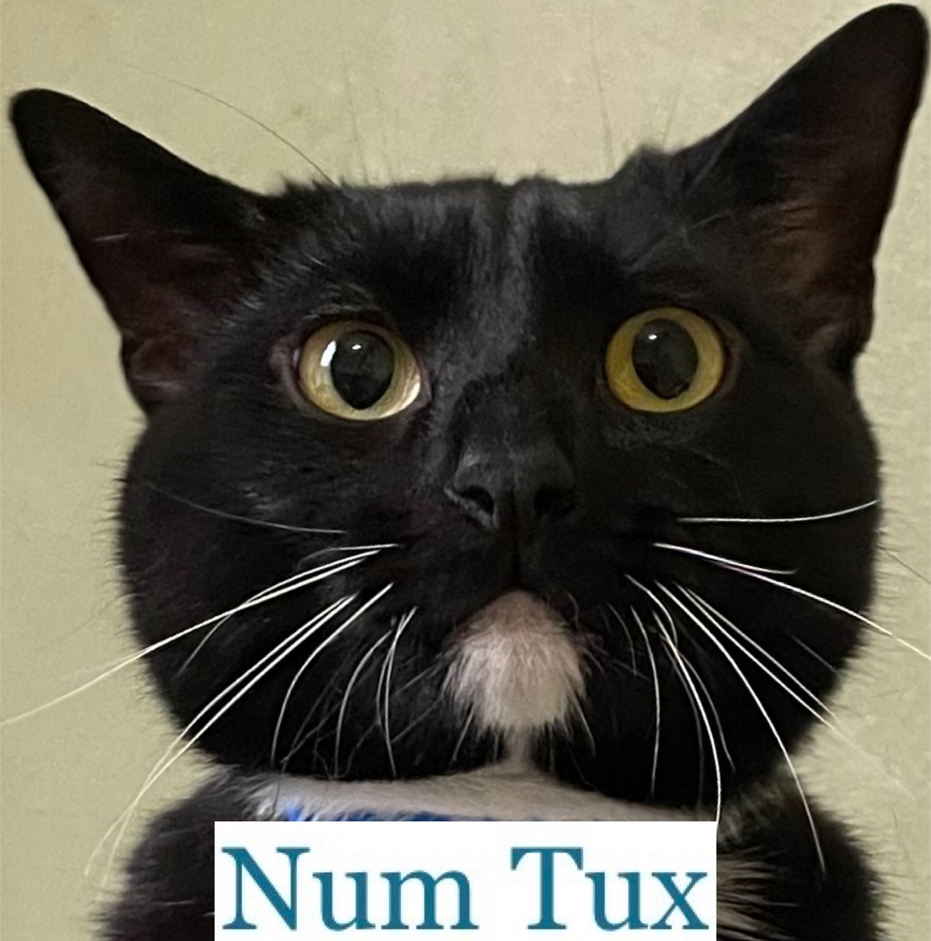 Num Tux, a Adoptable Domestic Short Hair in Berkeley Springs, WV image 4/4