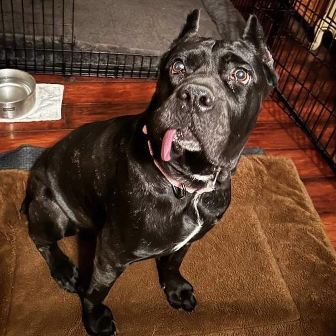 Nova Aria thumbnail 3