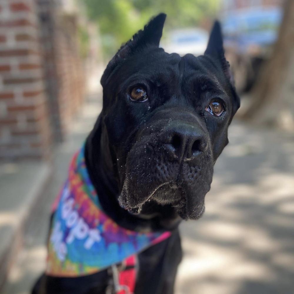 Nova Aria thumbnail 4