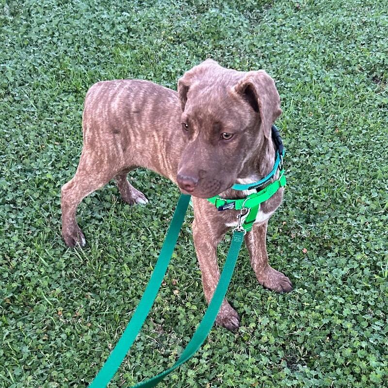 TRAPPER LEGEND, Adoptable, Young Male Mixed Breed.