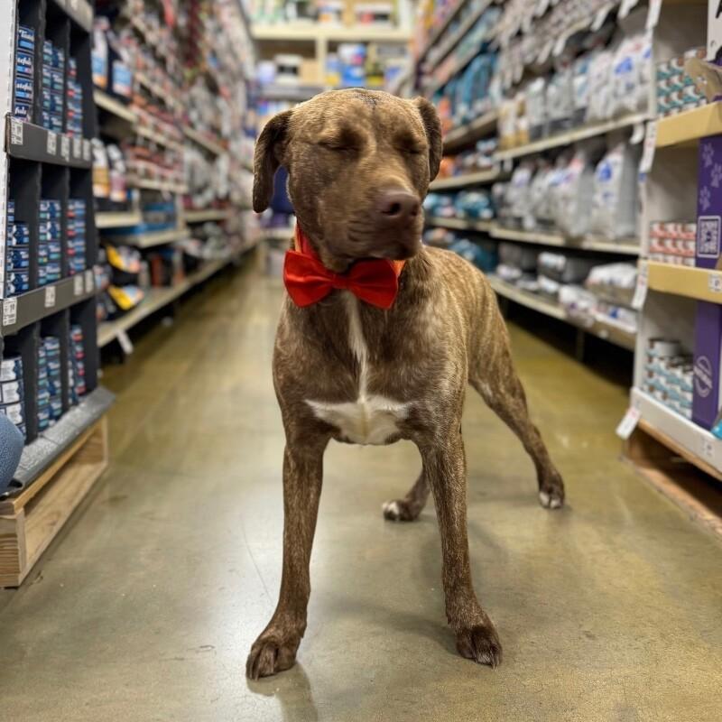 Enlarge TRAPPER LEGEND, a Adoptable Mixed Breed in lawton, OK image 1/6