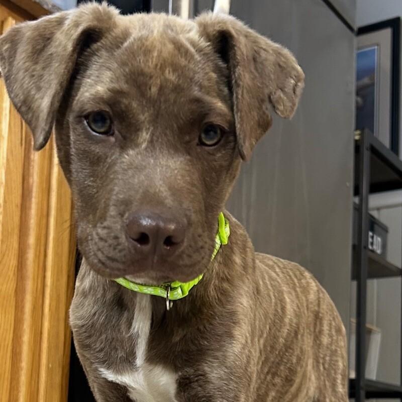 Enlarge TRAPPER LEGEND, a Adoptable Mixed Breed in lawton, OK image 2/6