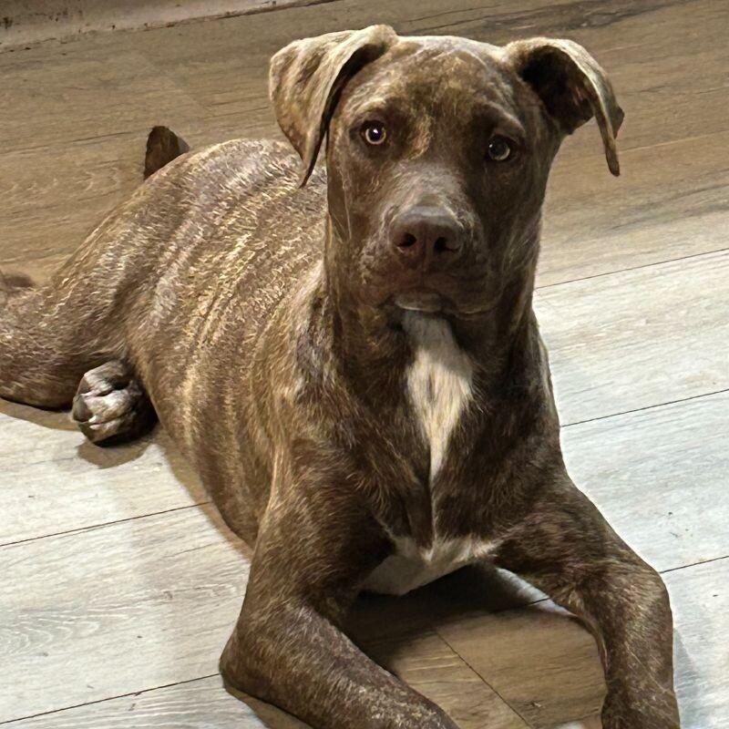 Enlarge TRAPPER LEGEND, a Adoptable Mixed Breed in lawton, OK image 3/6