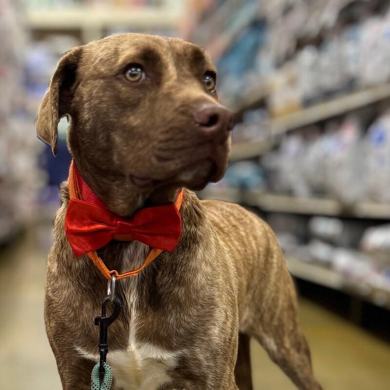 Enlarge TRAPPER LEGEND, a Adoptable Mixed Breed in lawton, OK image 4/6