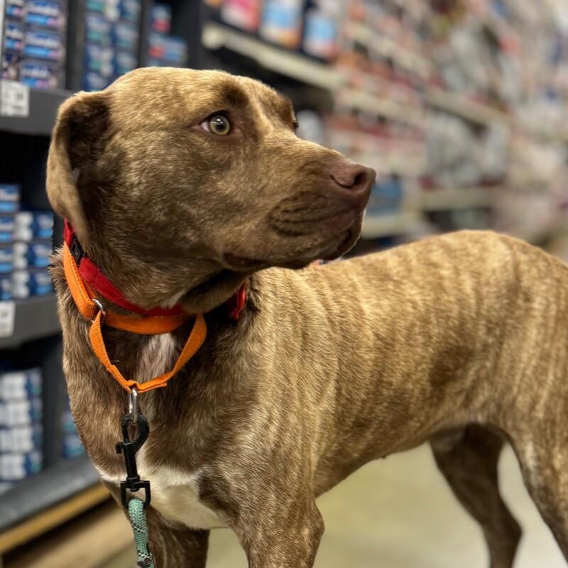 Enlarge TRAPPER LEGEND, a Adoptable Mixed Breed in lawton, OK image 6/6