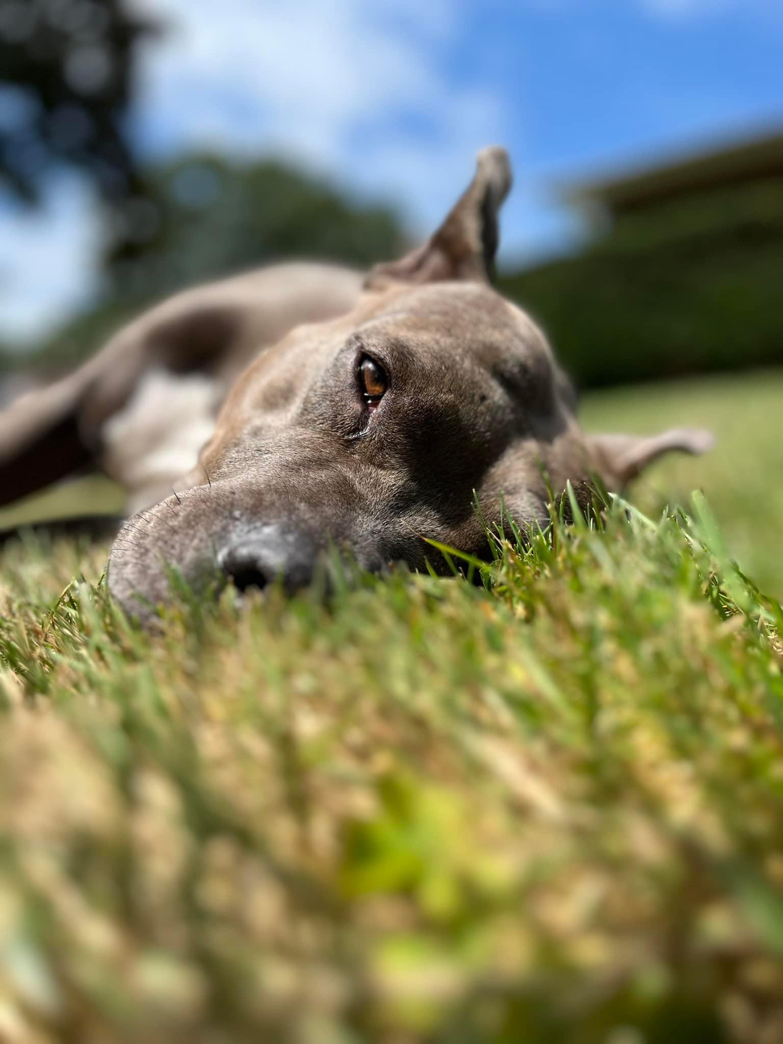 Iris