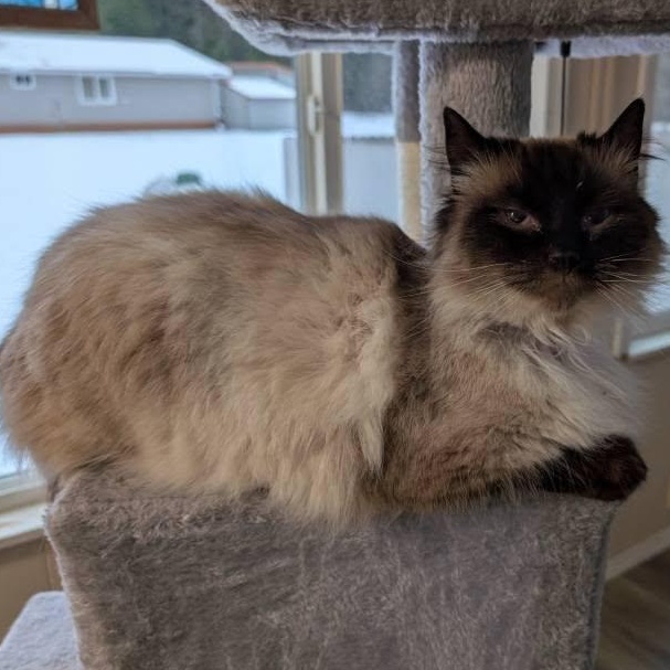 Mia, a ADOPTABLE mixed breed in Libby, MT image 1/4