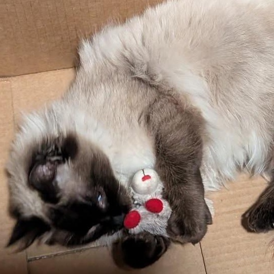 Enlarge Mia, a ADOPTABLE Balinese in Libby, MT image 3/3