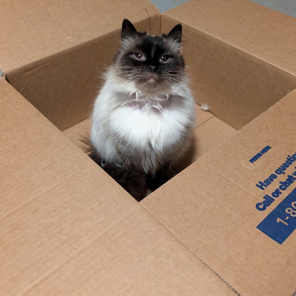 Enlarge Mia, a ADOPTABLE Balinese in Libby, MT image 1/3