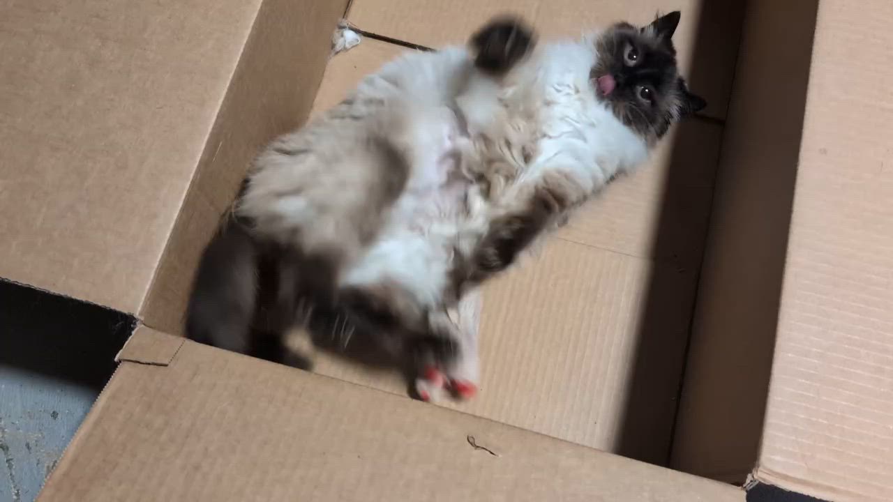 Enlarge Mia, a ADOPTABLE Balinese in Libby, MT video 2/3