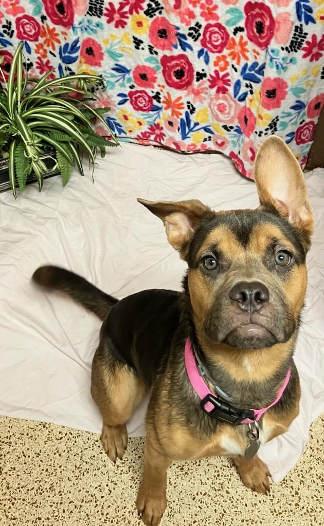 Enlarge Kira, a Adoptable mixed breed in Oklahoma City, OK image 2/5