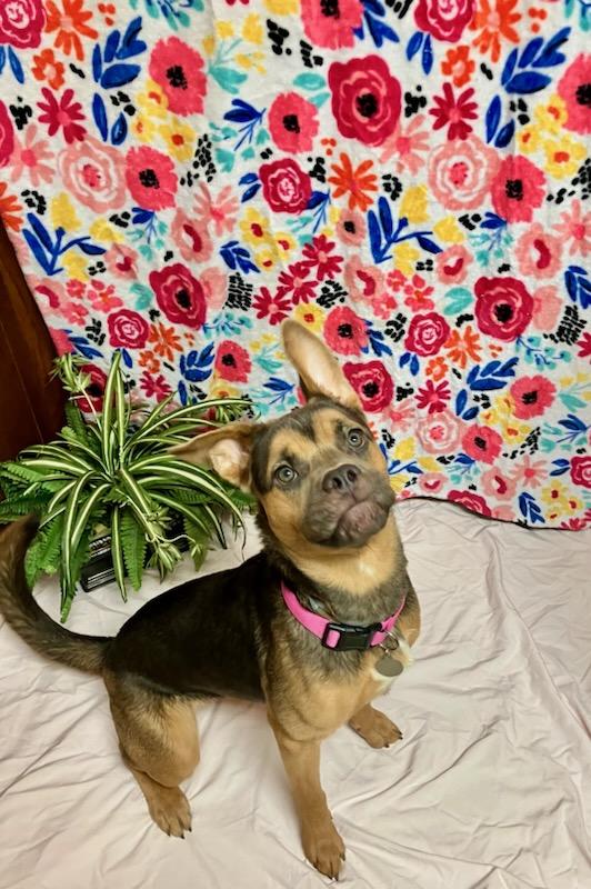 Enlarge Kira, a Adoptable mixed breed in Oklahoma City, OK image 4/5