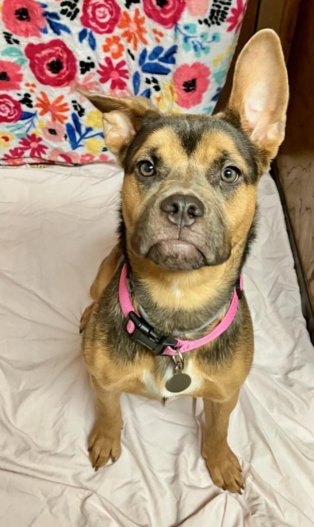 Enlarge Kira, a Adoptable mixed breed in Oklahoma City, OK image 1/5