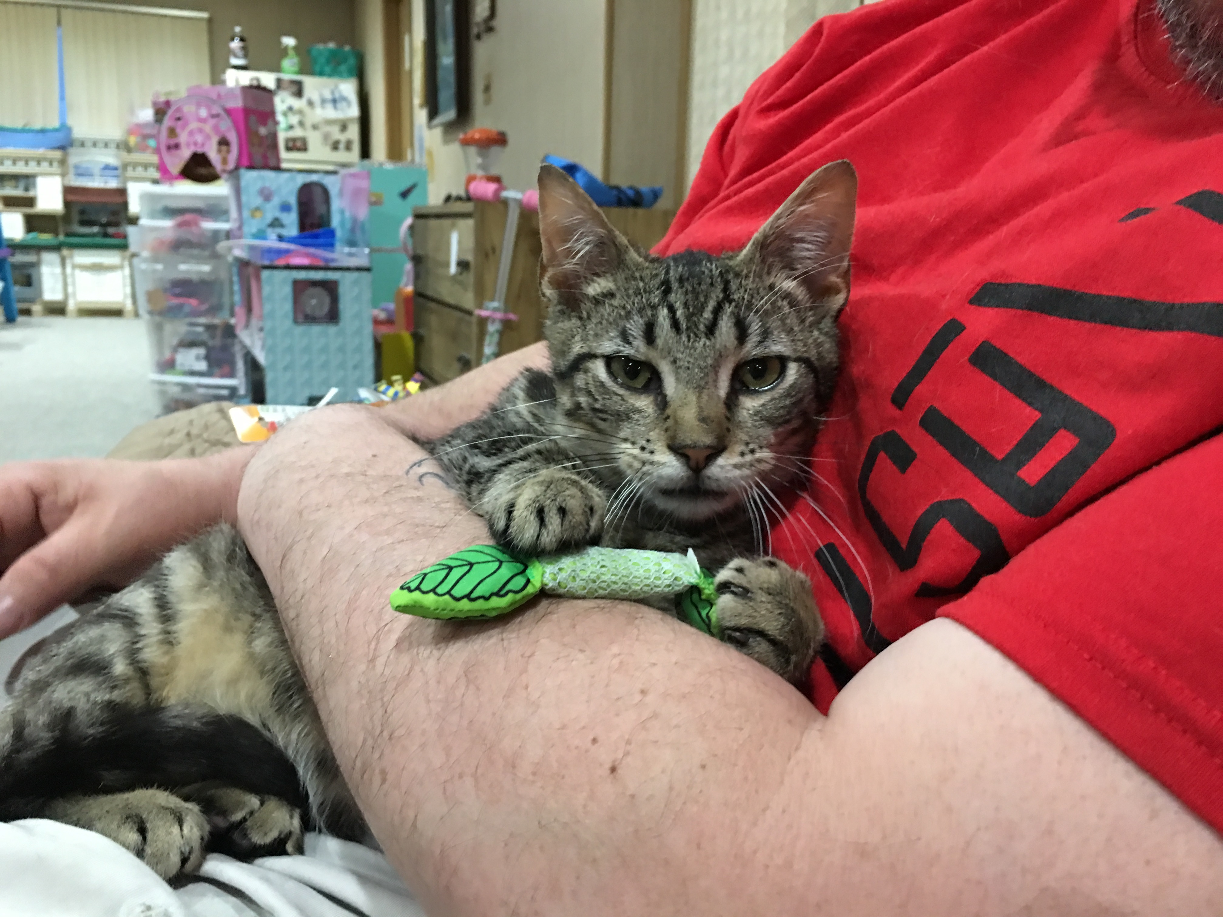 Oscar, a Adoptable mixed breed in Clifton, NJ image 4/12