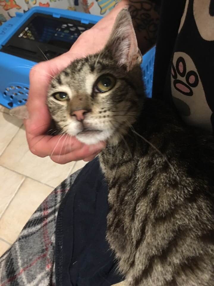 Oscar, a Adoptable mixed breed in Clifton, NJ image 5/12